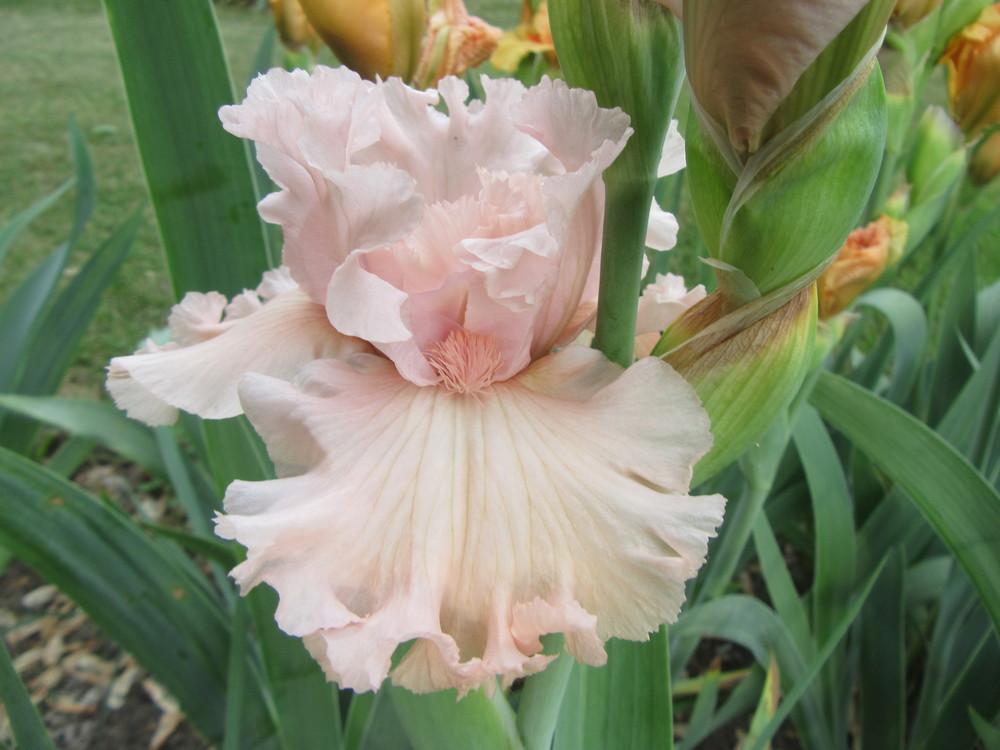 Photo of Tall Bearded Iris (Iris 'Strawberry Shake') uploaded by tveguy3