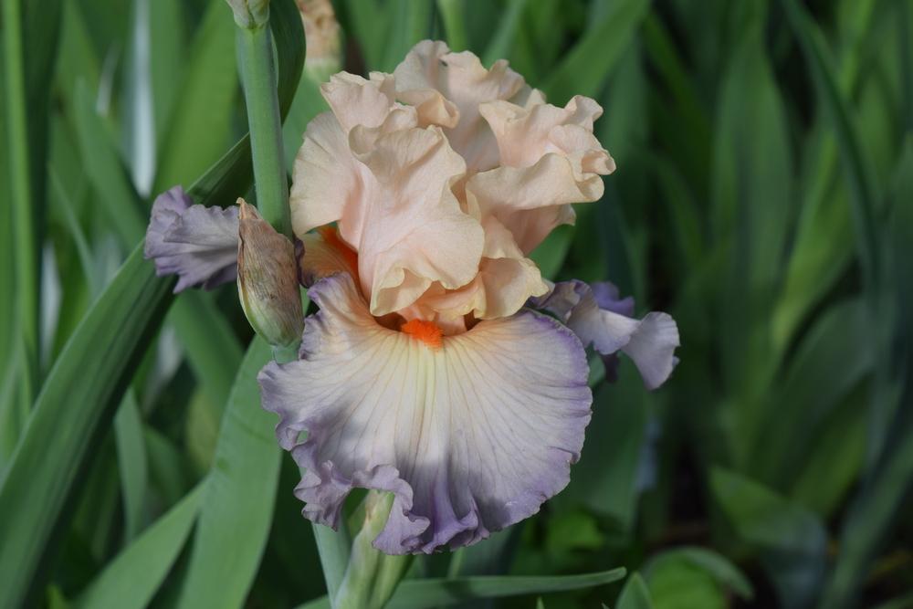 Photo of Tall Bearded Iris (Iris 'Parisian Dawn') uploaded by Dachsylady86