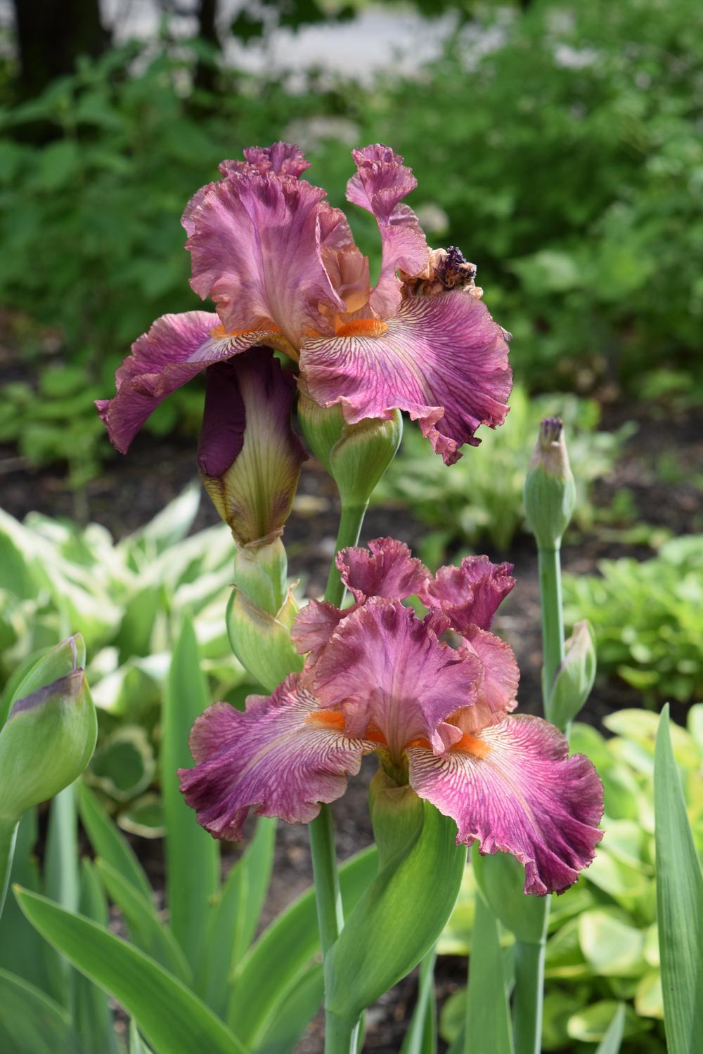 Photo of Tall Bearded Iris (Iris 'Art School') uploaded by Dachsylady86
