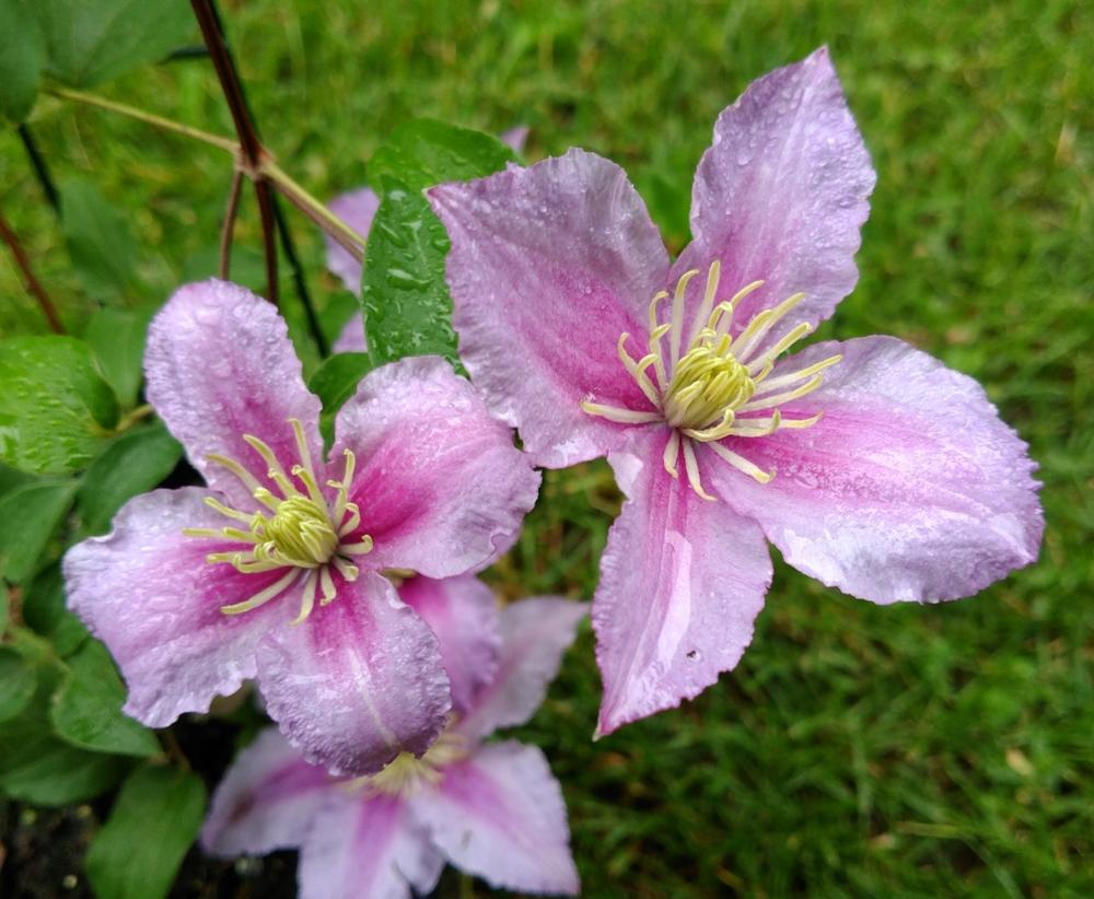 Photo of Clematis 'Piilu' uploaded by DogsNDaylilies