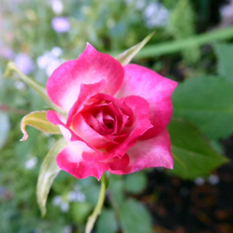 Photo of Rose (Rosa 'Magic Carrousel') uploaded by JulieB