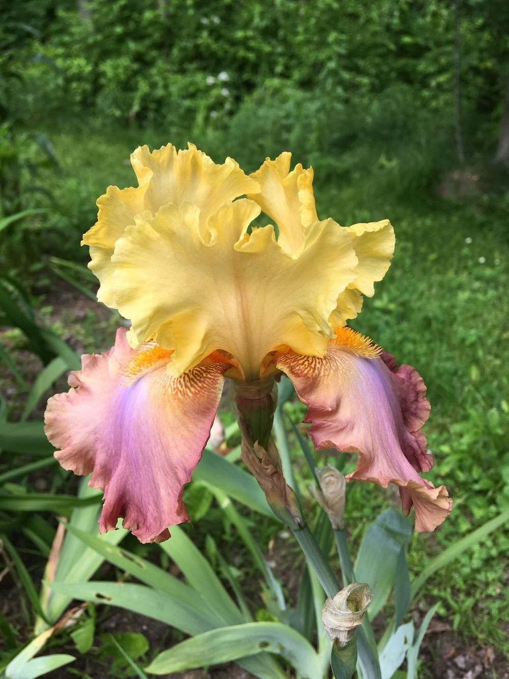 Photo of Tall Bearded Iris (Iris 'High Chaparral') uploaded by Lbsmitty