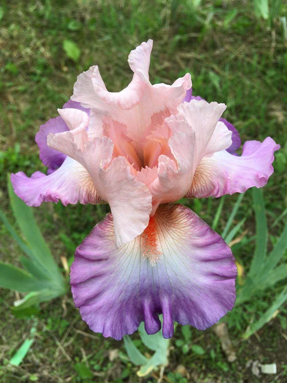 Photo of Tall Bearded Iris (Iris 'Blowing Kisses') uploaded by Lbsmitty