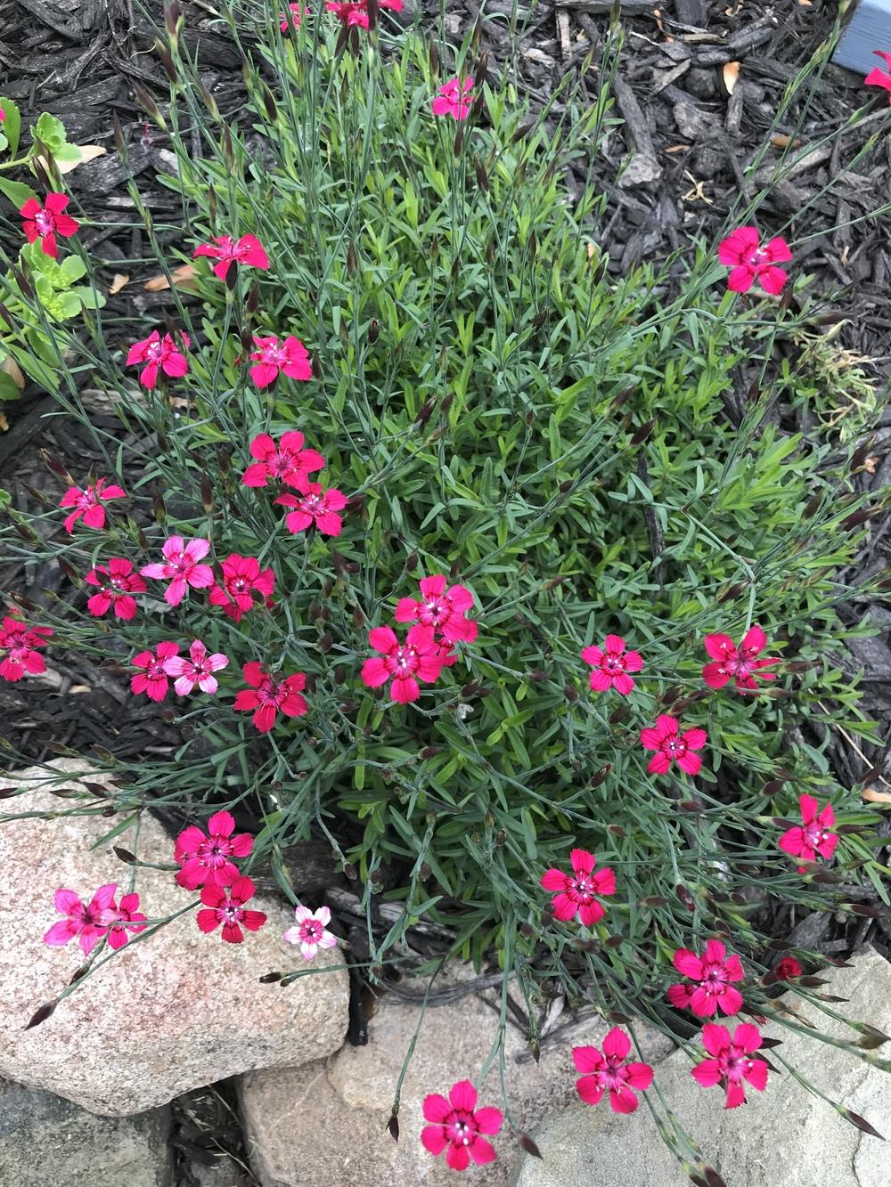 Photo of Dianthus uploaded by Michelezie