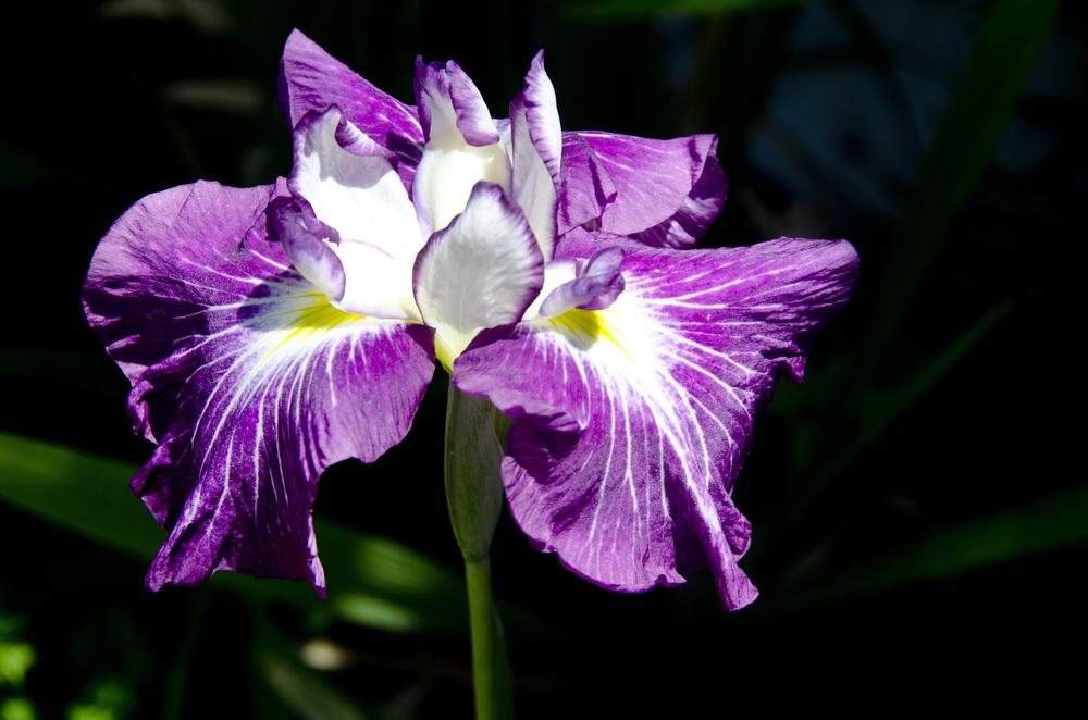 Photo of Japanese Iris (Iris ensata 'Dirigo Red Rocket') uploaded by Mikey