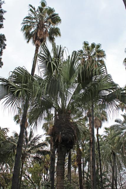 Photo of Chinese Fan Palm (Livistona chinensis) uploaded by RuuddeBlock