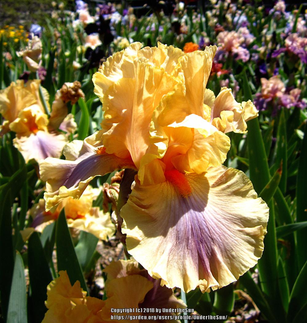 Photo of Tall Bearded Iris (Iris 'Chinook Arch') uploaded by UndertheSun