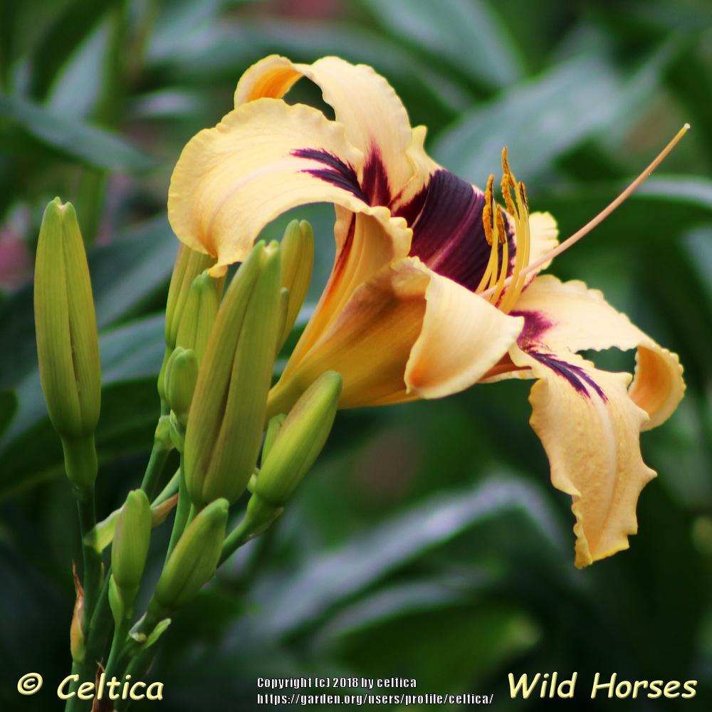 Photo of Daylily (Hemerocallis 'Wild Horses') uploaded by celtica
