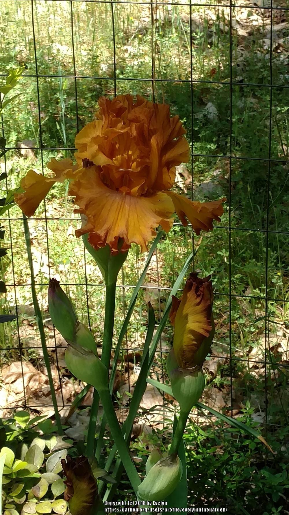 Photo of Tall Bearded Iris (Iris 'Golden Panther') uploaded by evelyninthegarden