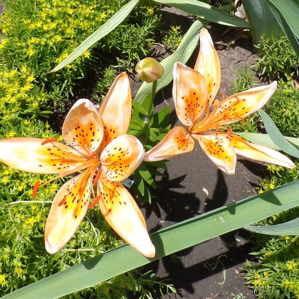 Photo of Lily (Lilium 'Orange Electric') uploaded by stilldew