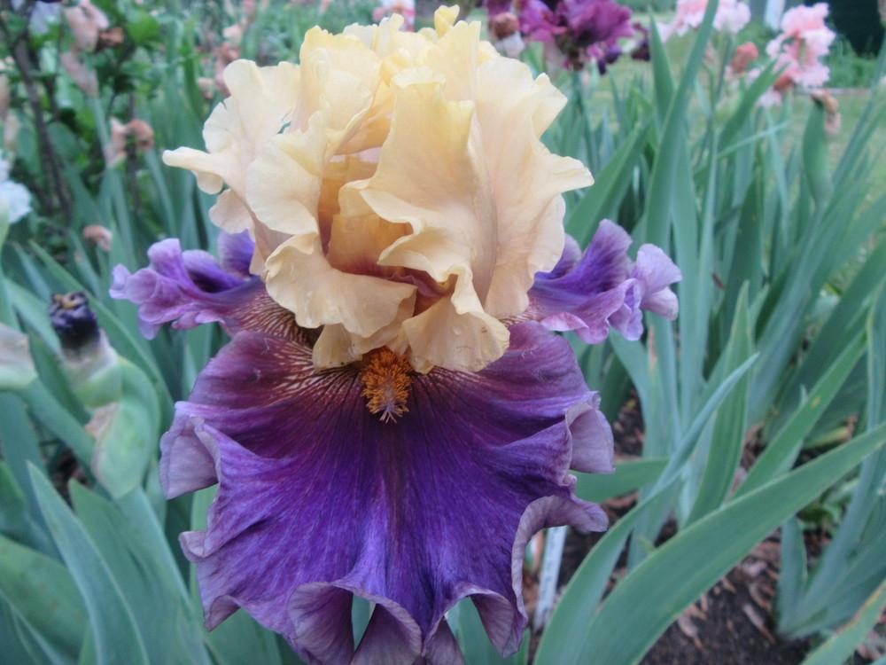 Photo of Tall Bearded Iris (Iris 'Painted Shadows') uploaded by tveguy3