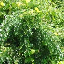 Location: Ridley Creek State Park in southeast PA
Date: 2018-06-05
a wild, invasive shrub in bloom