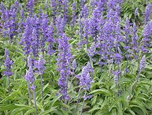 Photo of Mealycup Sage (Salvia farinacea 'Victoria Blue') uploaded by Joy