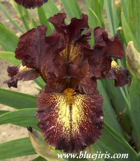 Photo of Intermediate Bearded Iris (Iris 'Hot Sauce') uploaded by Joy