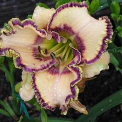 
Photo Courtesy of Champion Daylilies. Used with Permission