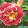 Photo Courtesy of Peace On Earth Daylily Gardens