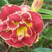 Photo Courtesy of Peace On Earth Daylily Gardens