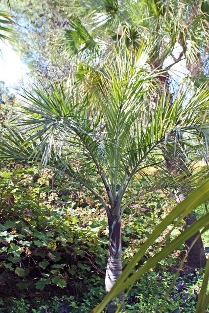 Photo of Buccaneer Palm (Pseudophoenix sargentii) uploaded by RuuddeBlock