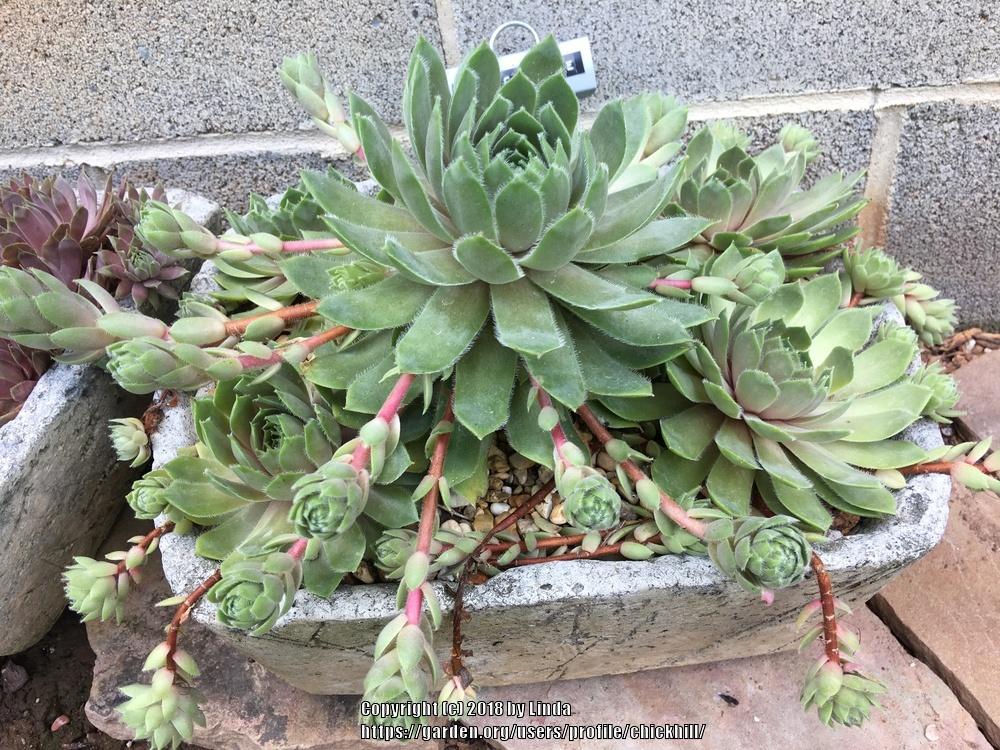 Photo of Hen and Chicks (Sempervivum 'Lilac Time') uploaded by chickhill