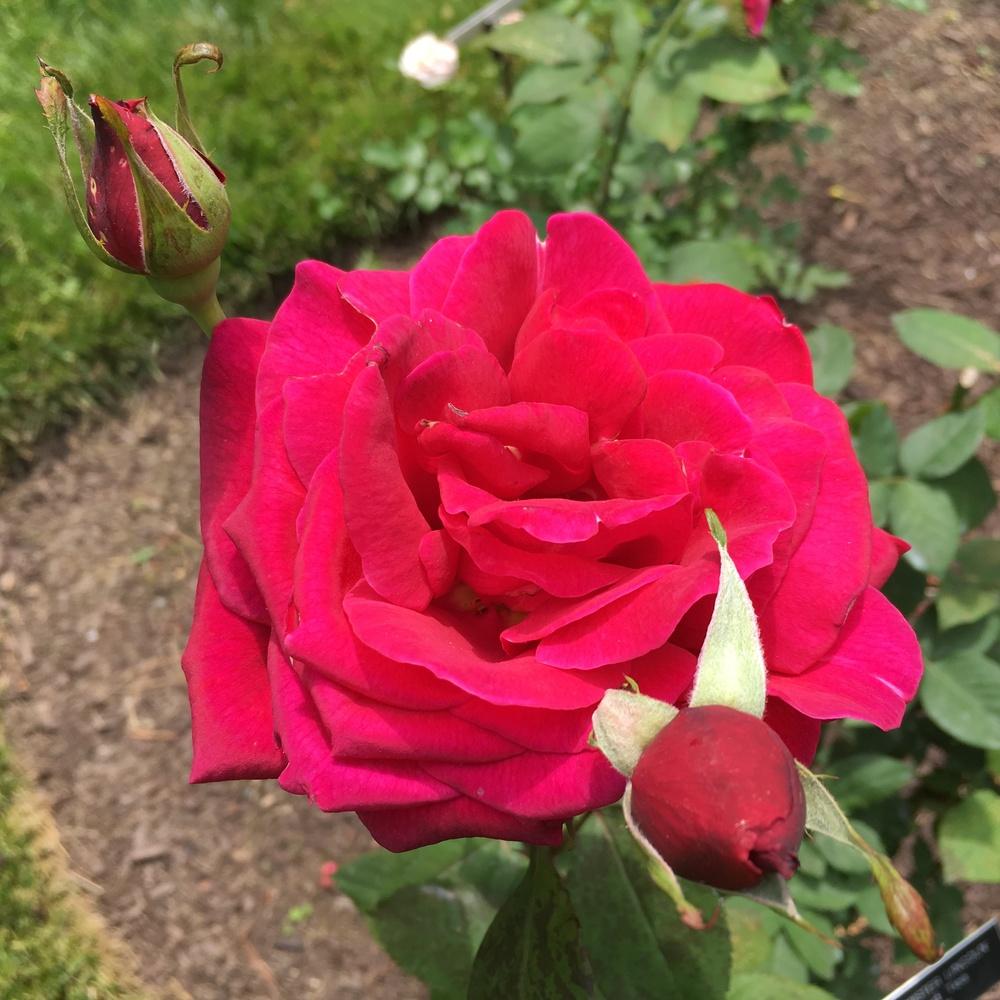 Photo of Hybrid Tea Rose (Rosa 'Mister Lincoln') uploaded by csandt