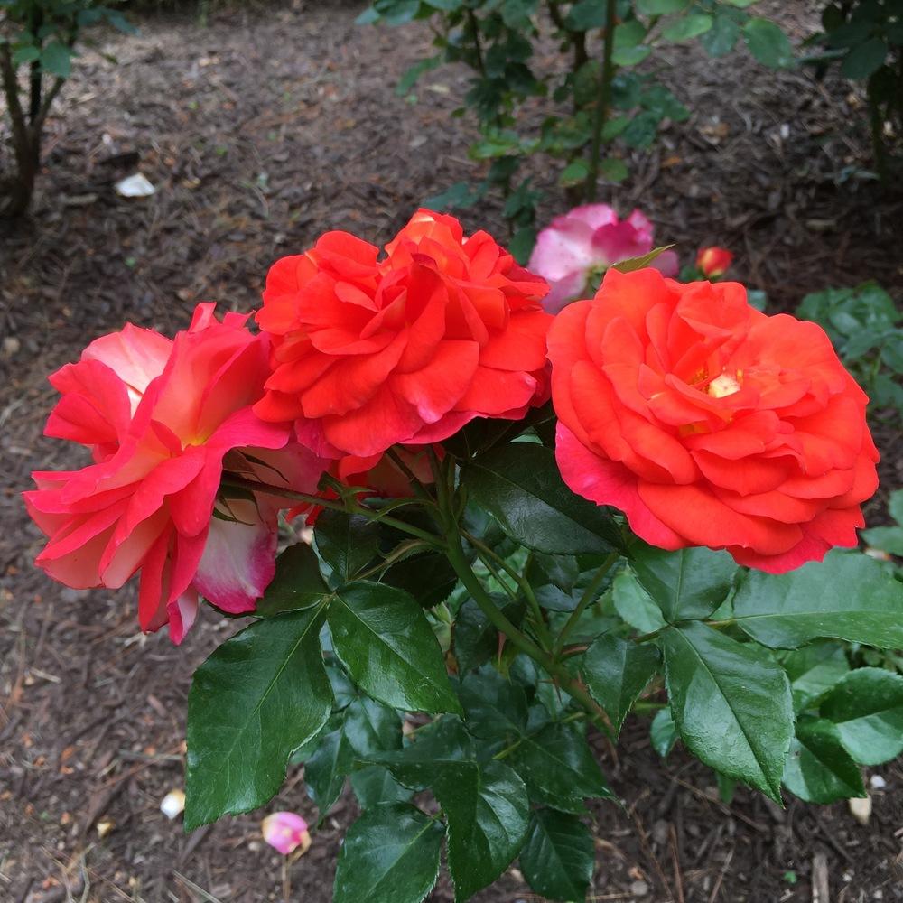 Photo of Rose (Rosa 'Gebrueder Grimm') uploaded by csandt
