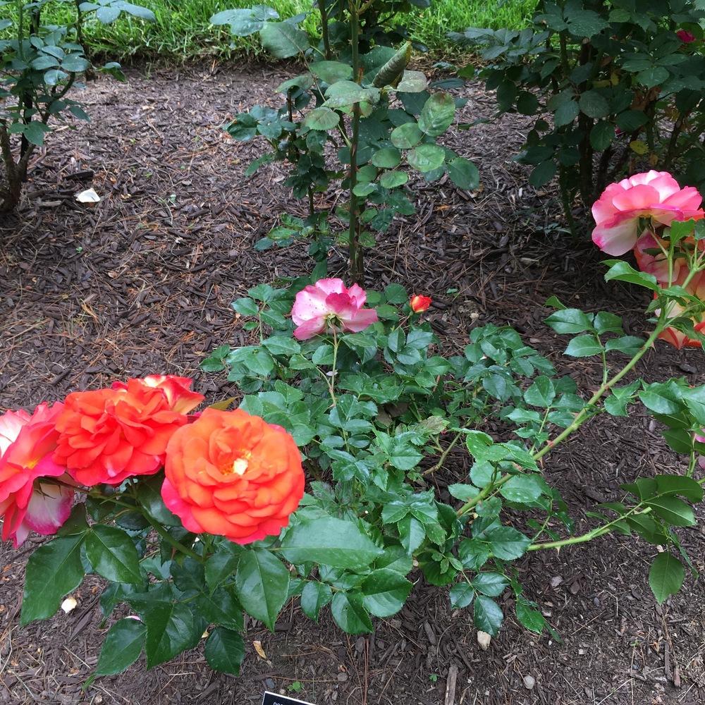 Photo of Rose (Rosa 'Gebrueder Grimm') uploaded by csandt