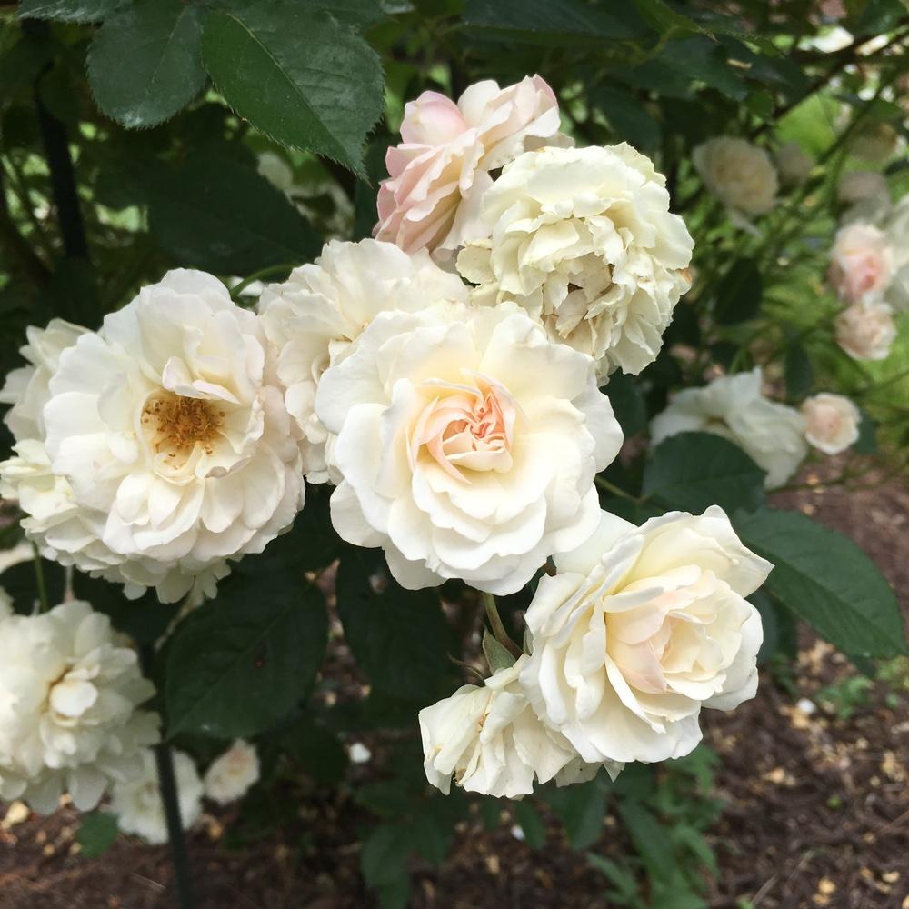Photo of Rose (Rosa 'Sea Foam') uploaded by csandt