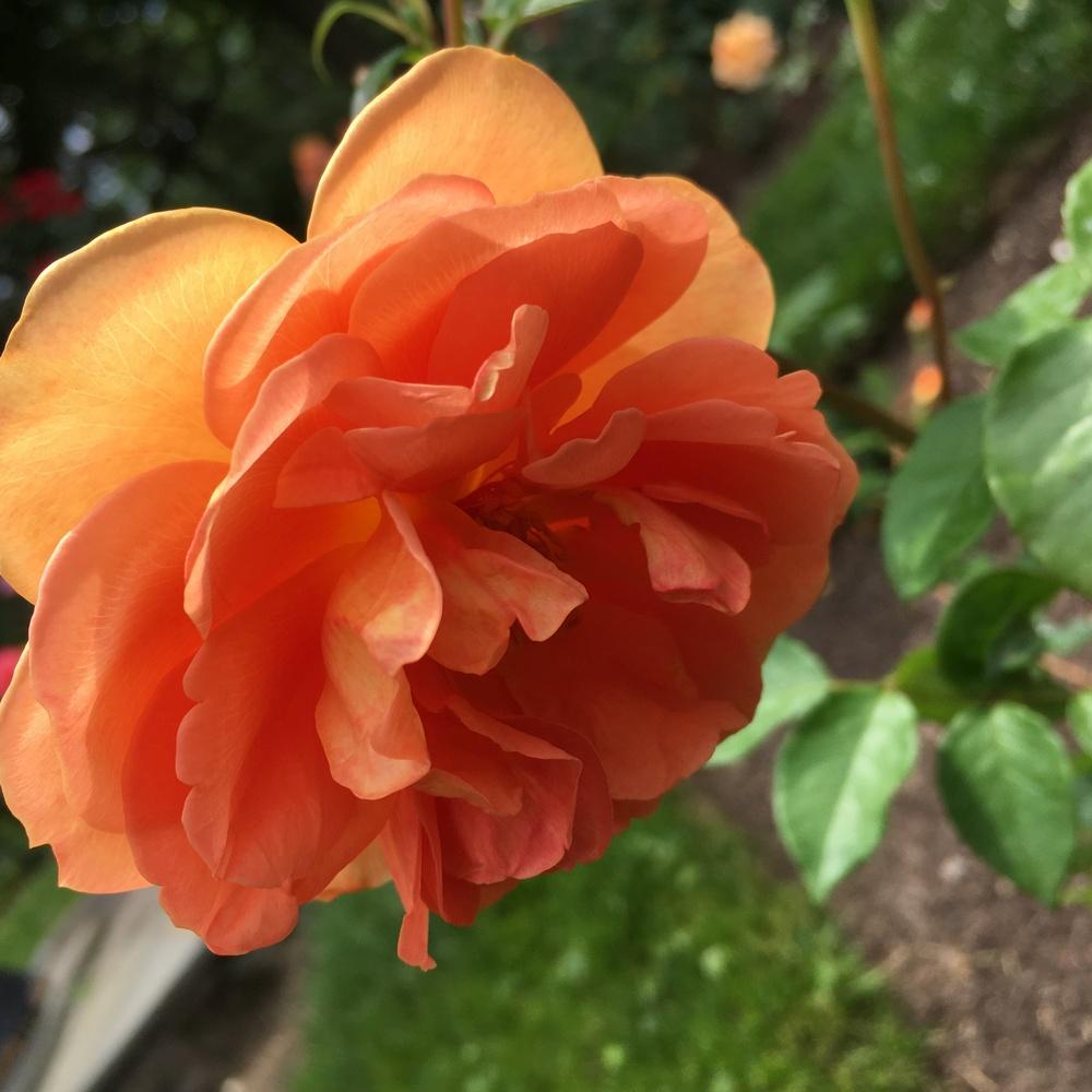 Photo of English Shrub Rose (Rosa 'Pat Austin') uploaded by csandt