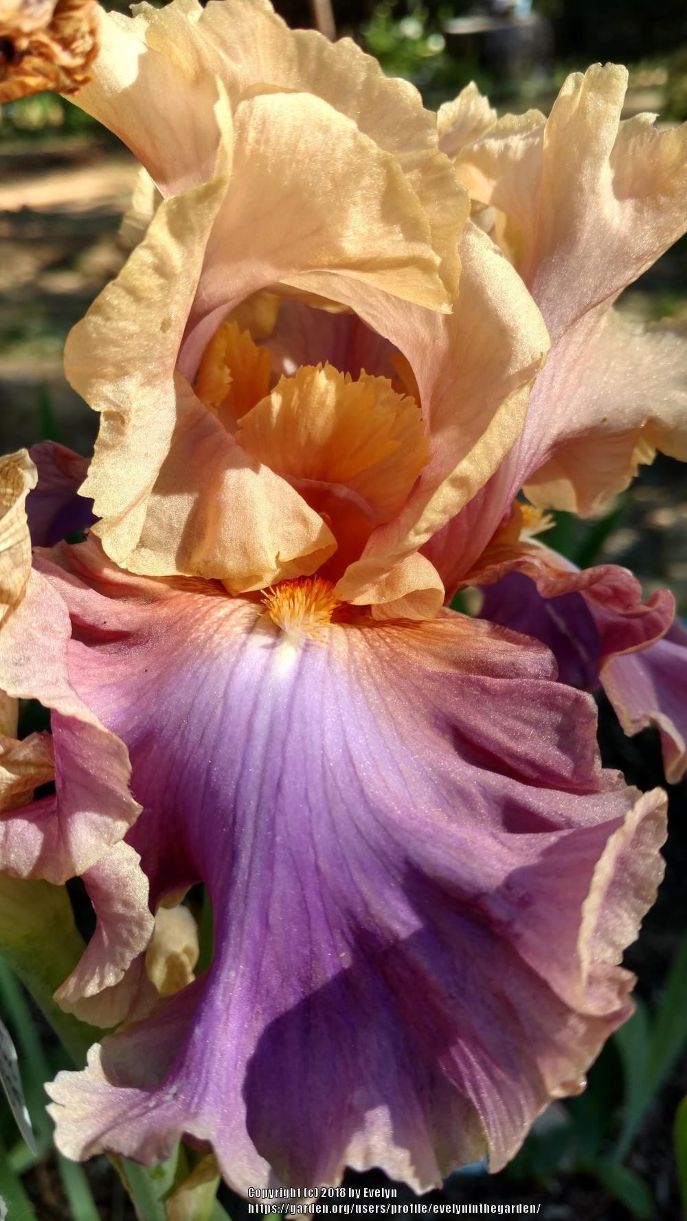 Photo of Tall Bearded Iris (Iris 'Chasing Rainbows') uploaded by evelyninthegarden