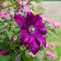 Location: Clinton, Michigan 49236
Date: 2018-06-10
"Clematis 'Rouge Cardinal', 2018 photo, Queen of the Vines Clemat