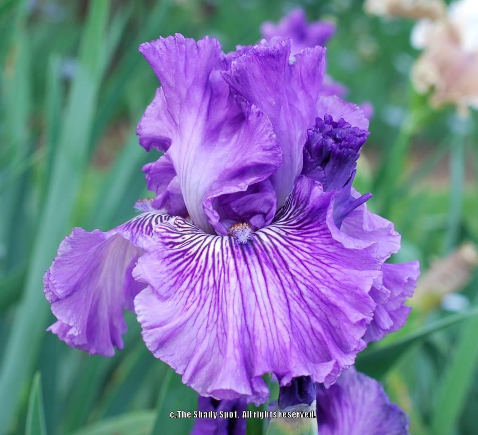Photo of Tall Bearded Iris (Iris 'Mulberry Magic') uploaded by lovemyhouse