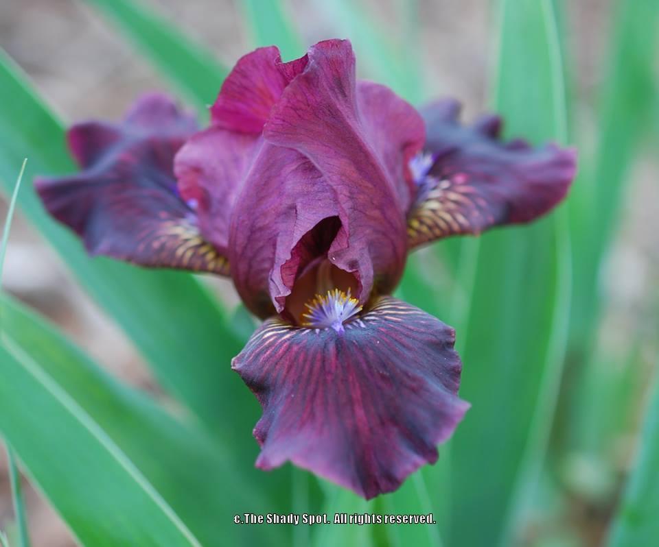 Photo of Standard Dwarf Bearded Iris (Iris 'Fancy Sparkler') uploaded by lovemyhouse