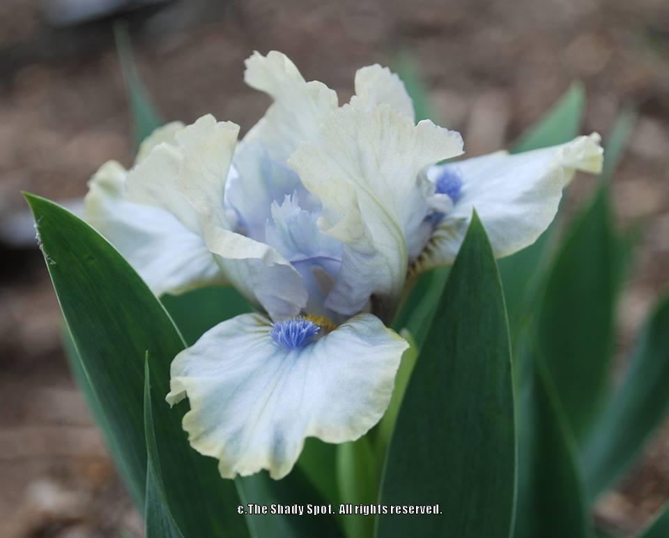 Photo of Miniature Dwarf Bearded Iris (Iris 'Aaah') uploaded by lovemyhouse