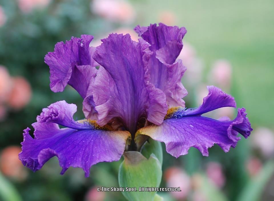 Photo of Tall Bearded Iris (Iris 'Yuppy Puppy') uploaded by lovemyhouse