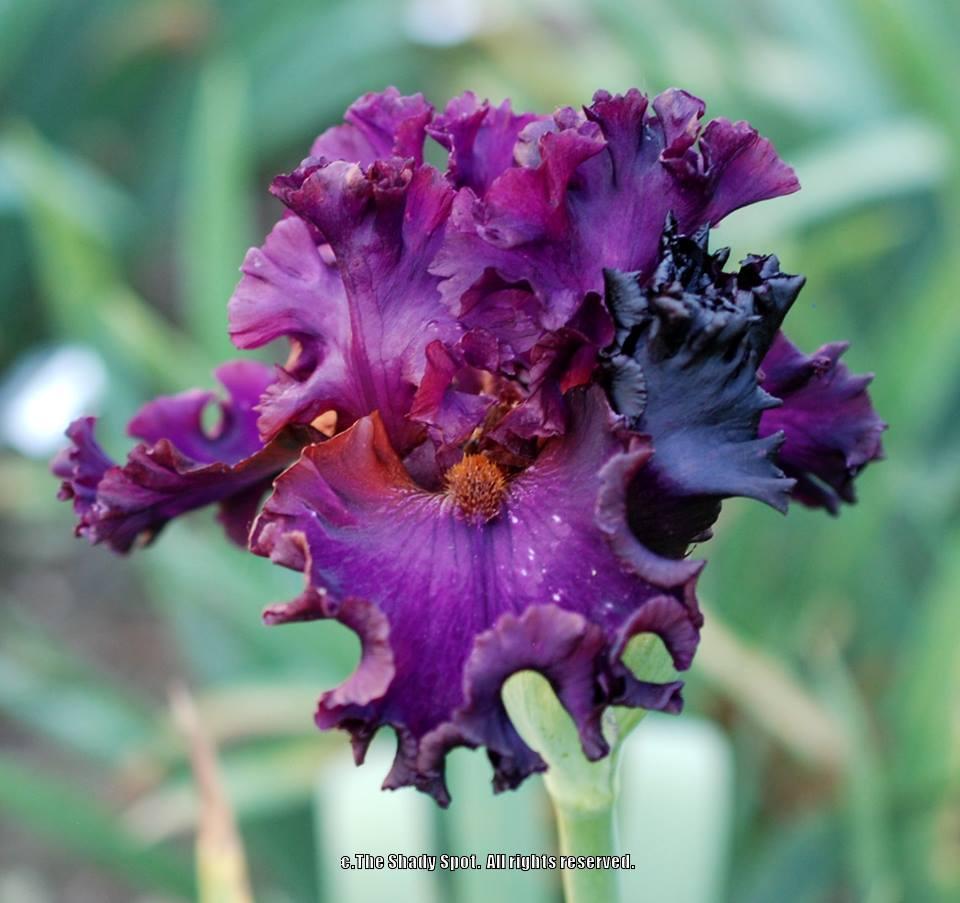 Photo of Tall Bearded Iris (Iris 'Mambo Italiano') uploaded by lovemyhouse