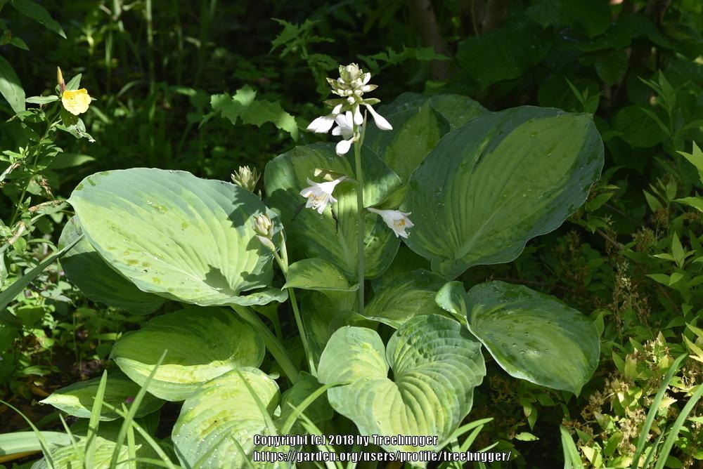 Photo of Hosta 'George Smith' uploaded by treehugger