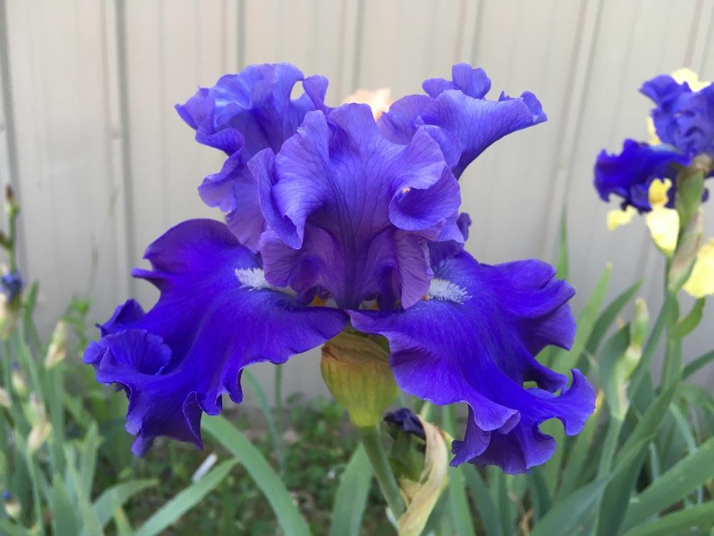 Photo of Tall Bearded Iris (Iris 'Adriatic Waves') uploaded by Lbsmitty