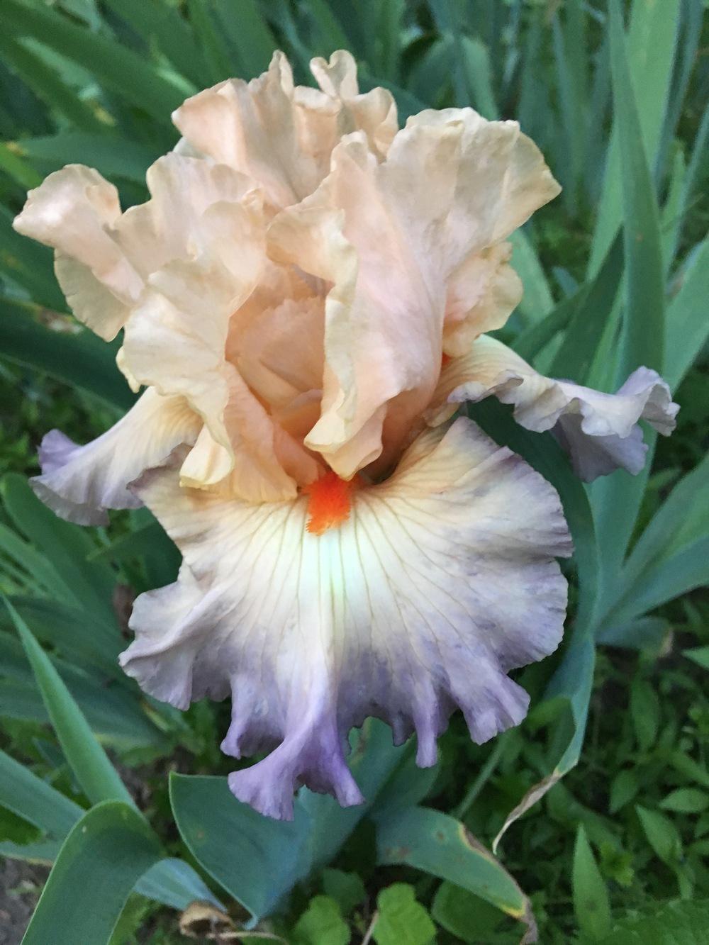 Photo of Tall Bearded Iris (Iris 'Parisian Dawn') uploaded by Lbsmitty