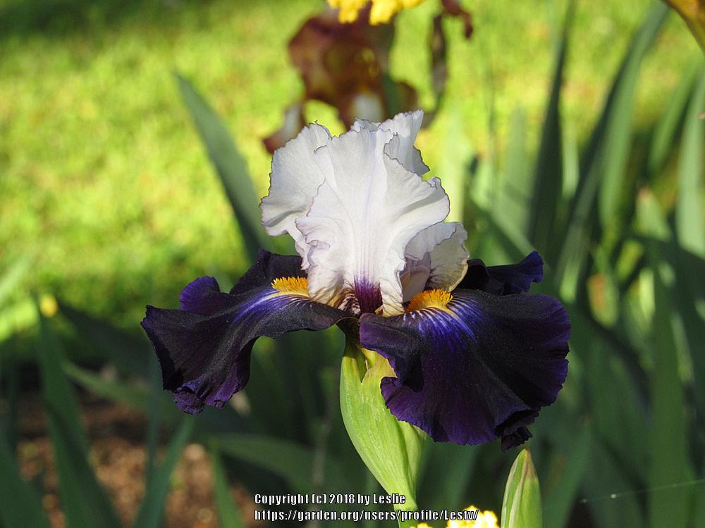 Photo of Tall Bearded Iris (Iris 'Grace upon Grace') uploaded by Lestv