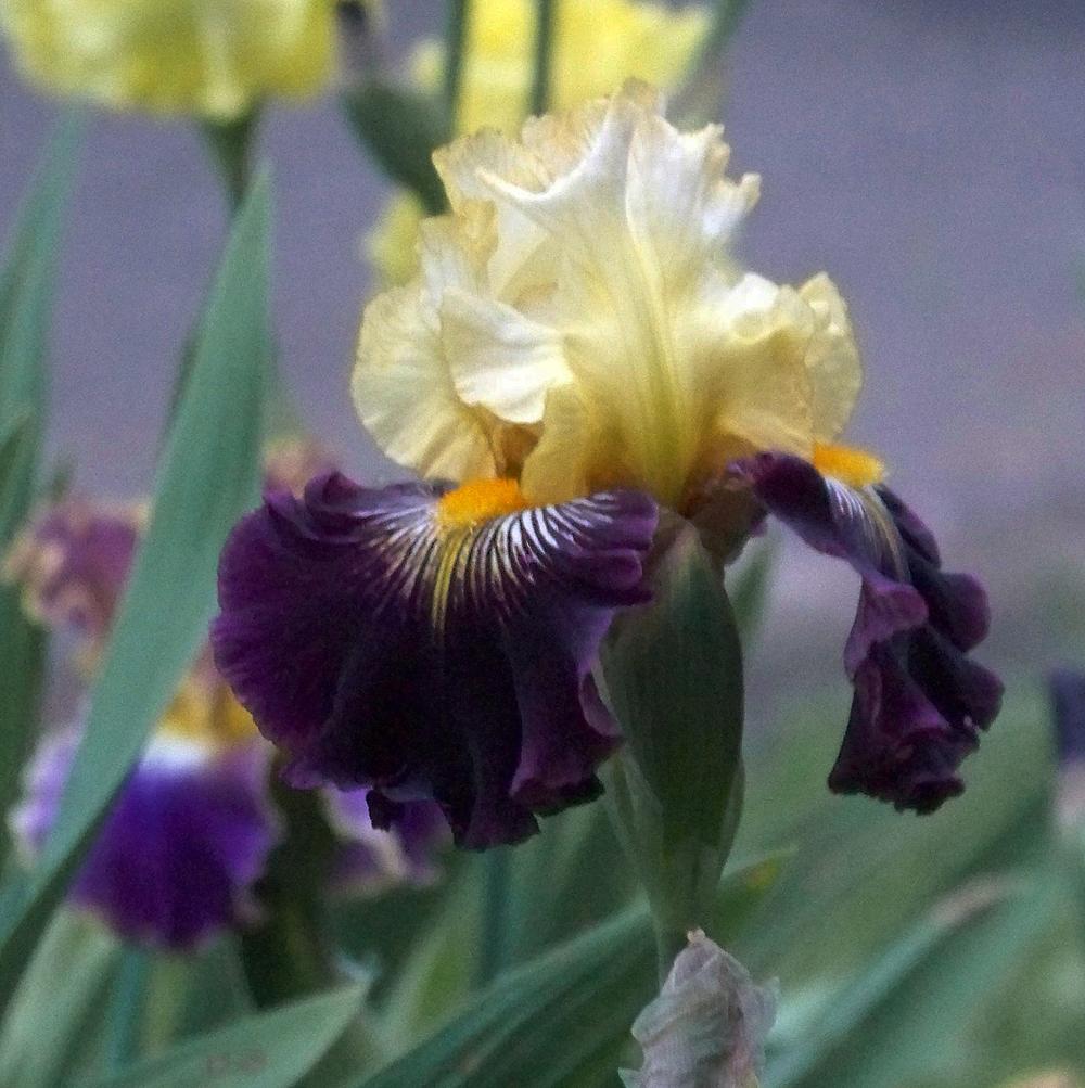Photo of Tall Bearded Iris (Iris 'Reckless Abandon') uploaded by LynNY