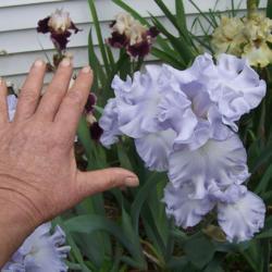 Location: My garden, Watkins Glen, NY
Date: june 2018
Hand included to show size --- huge! Glorious!
