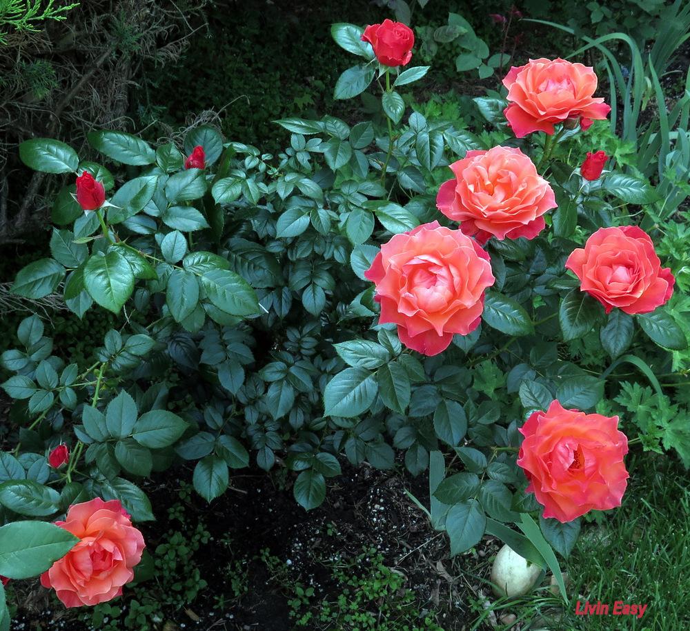 Photo of Floribunda Rose (Rosa 'Livin' Easy') uploaded by MargieNY