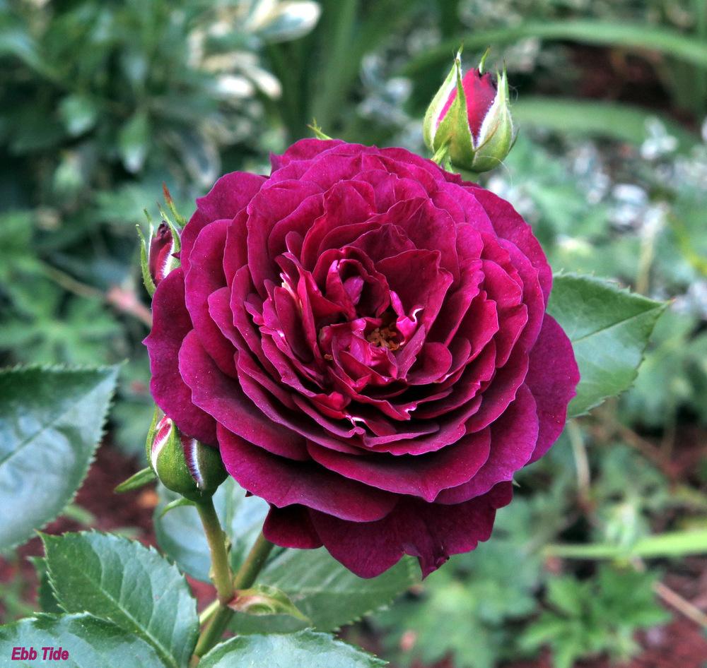 Photo of Rose (Rosa 'Ebb Tide') uploaded by MargieNY