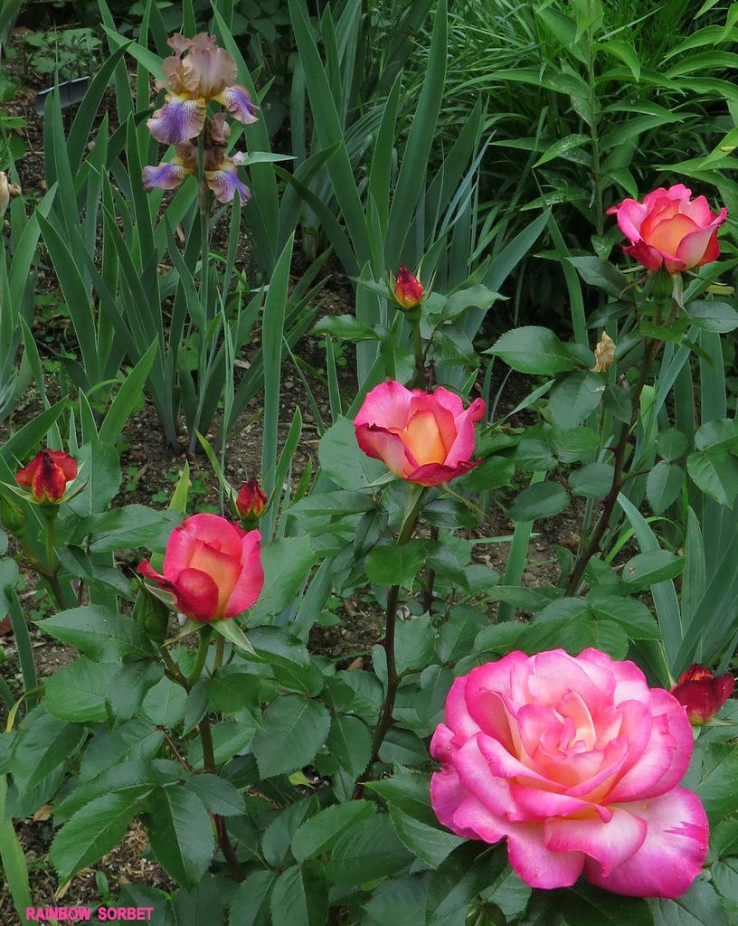 Photo of Rose (Rosa 'Rainbow Sorbet') uploaded by MargieNY