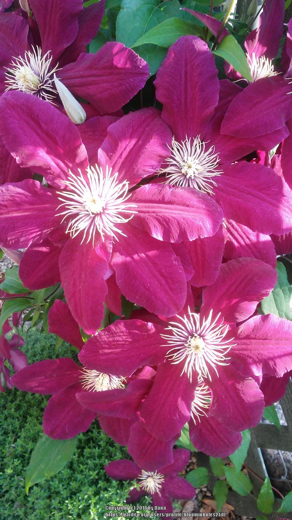 Photo of Clematis 'Niobe' uploaded by bloominholes2fill