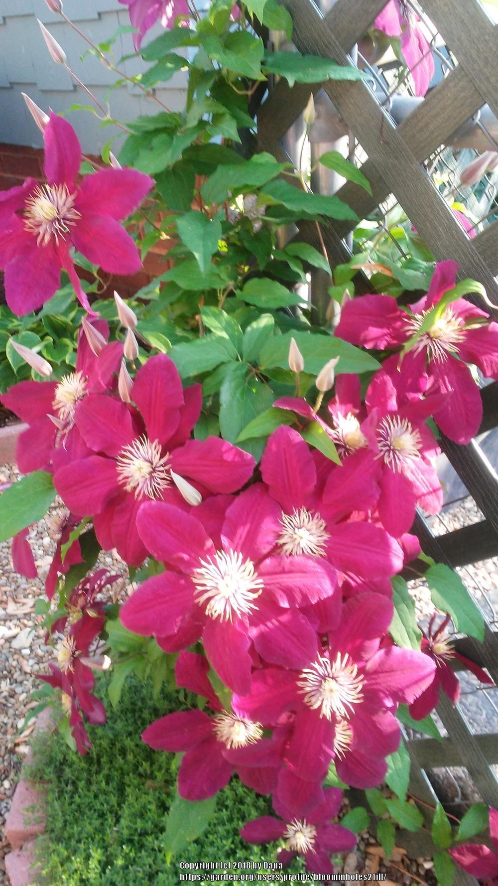 Photo of Clematis 'Niobe' uploaded by bloominholes2fill