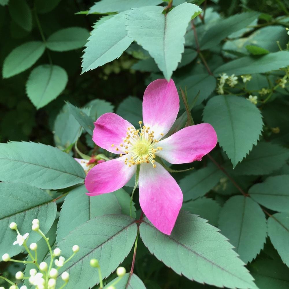 Photo of Red Leaf Rose (Rosa glauca) uploaded by bumplbea