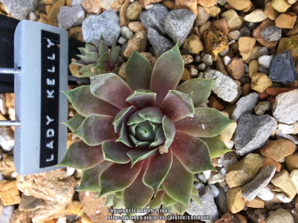 Photo of Hen and Chicks (Sempervivum 'Lady Kelly') uploaded by chickhill