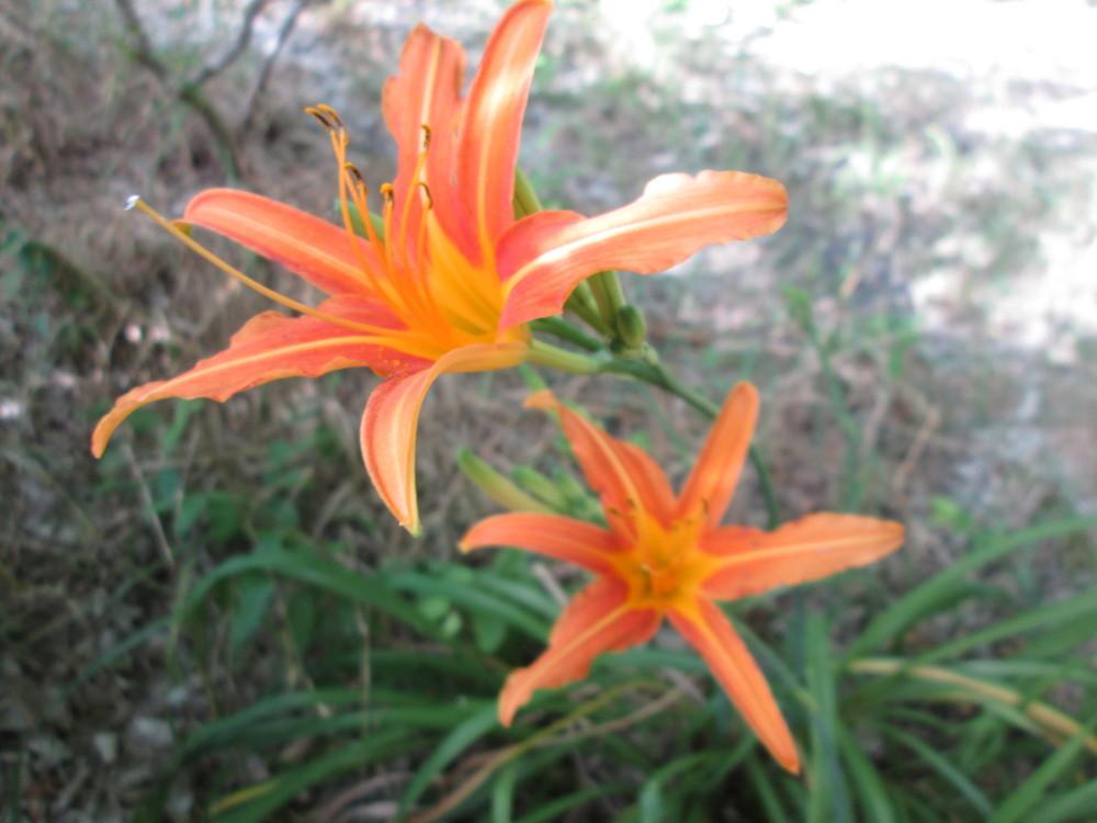 Photo of Daylilies (Hemerocallis) uploaded by christinereid54
