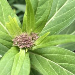 Location: Apple Valley MN
Date: 2018-06-12
Swamp Milkweed budding out.